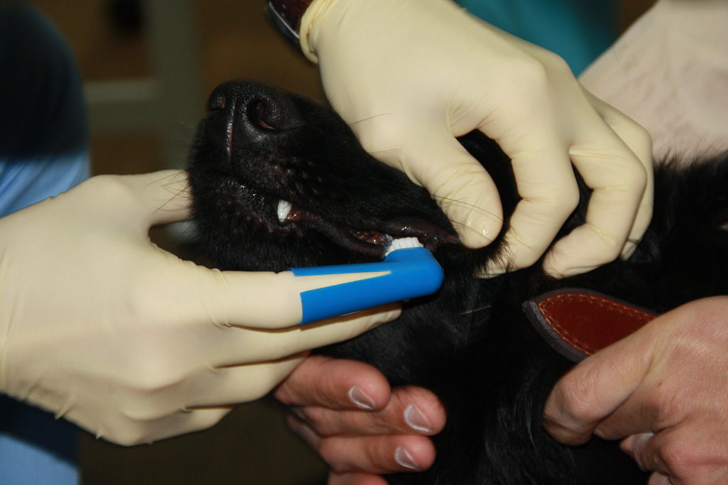 Механическая чистка зубов собаке без наркоза