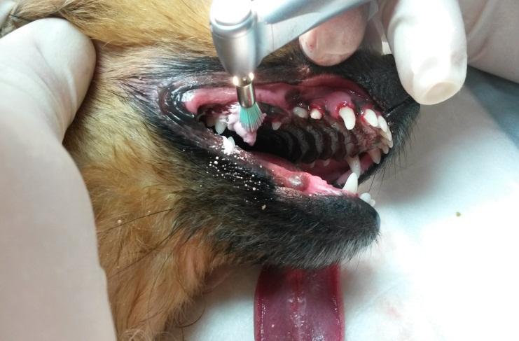 Полировка зубов у собак